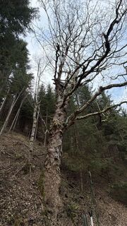 Foto van Zsolt Kozsla langs de tour