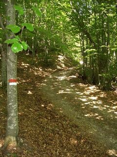 Spaziergang im Wald