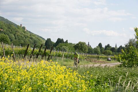 Radweg an der Bergstraße mit Blick zur Strahlenburg, Schriesheim