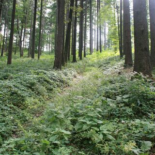 Wald bei Gschaid