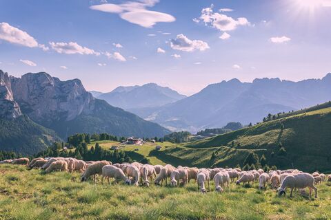 Pozza - Buffaure ©Archivio APT Val di Fassa