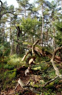 Elbholz
