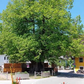 Dorflinde Faistenau