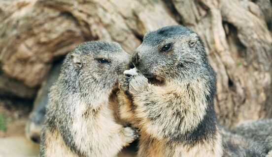 Lourdes Parc Animalier