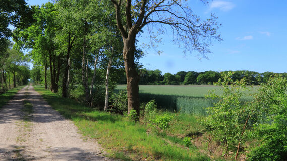 Idyllischer Feldweg in der Nähe von Rhade