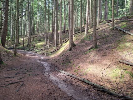 Foto von nordbergschnecke entlang der Tour