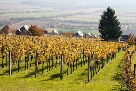 Weinhang am Geschriebenstein