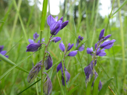 Kreuzbluemchen_Maerchenwiese_Bringhausen_Juni