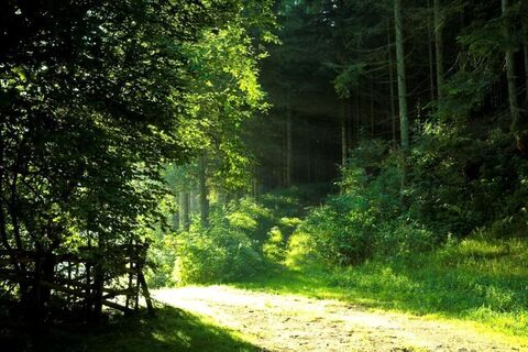 Wald- und Wasserweg in der Brühl in Vorau_Vorau_Oststeiermark