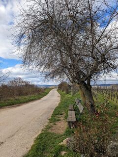 Weinbergslandschaft