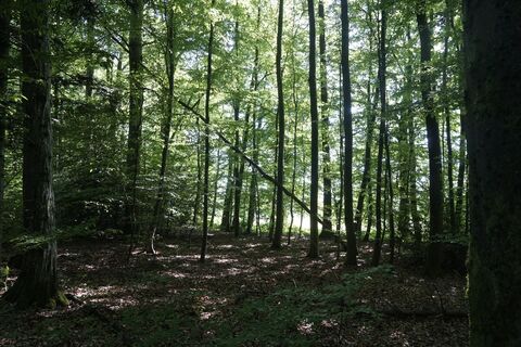 Lichte Wälder rund um die Carl-Schöpf-Hütte