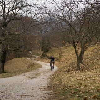 Forststraße durch Kastanien in Drena