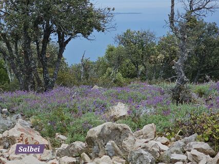 Fotografija s spletne strani Grieshofer Gerlinde na poti