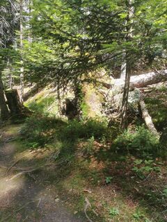 Photo de Waldläufer le long du parcours