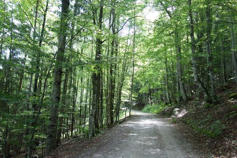 am Weg zum "Am Gscheid"