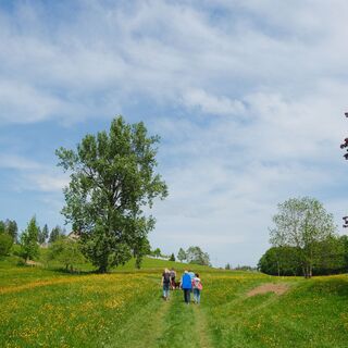 Über grüne Wiesen wandern