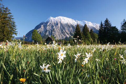 Grimming mit Narzissenwiese
