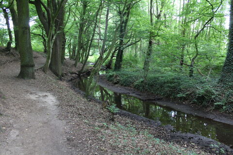 Märchenwald Pfarrbusch Steyerberg