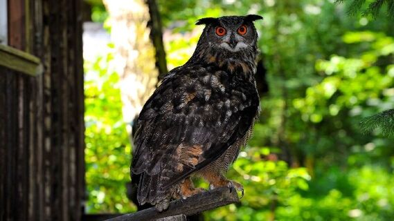 Wald-Vogelstation-Osterode-Eule
