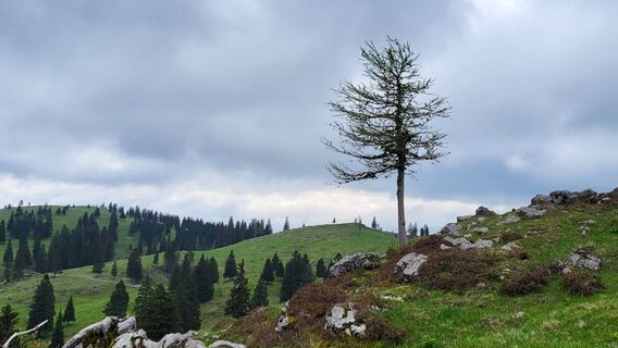 Fotografija s spletne strani Igor napast na poti