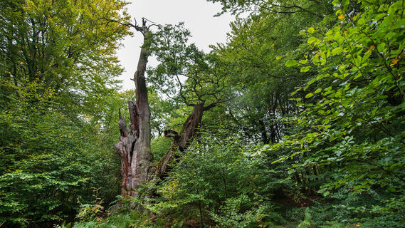 Wappeneiche im Urwald Sababurg