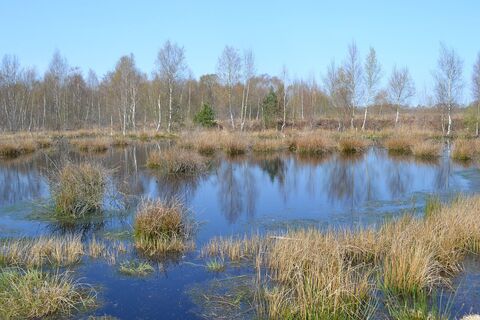 Diepholzer Moor