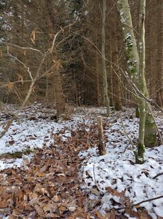 Photo de Herr Dachs le long du parcours