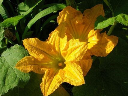 Kürbisblüte