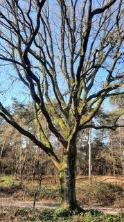 Foto de Enkidu55 a lo largo del recorrido