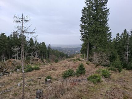 Foto de Wollomator a lo largo del recorrido