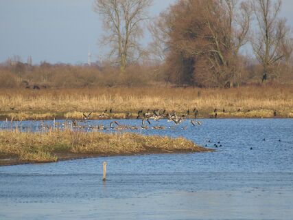Gänse am Wylermeer