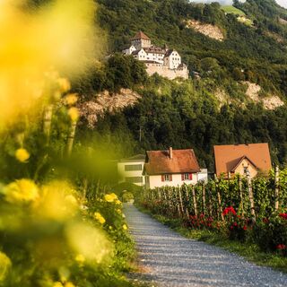 Blick von der Hofkellerei auf Schloss Vaduz