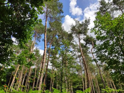 Wald von Schloss Burgau