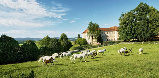Lipizzaner im Gestüt Piber