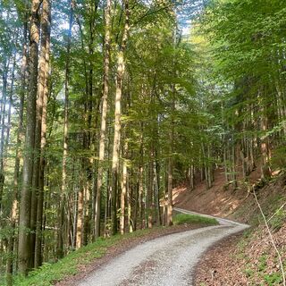 Duftkreuztrail Kleinkohlergraben