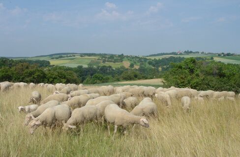 Schafherde bei Riet mit Nussdorf im Hintergrund