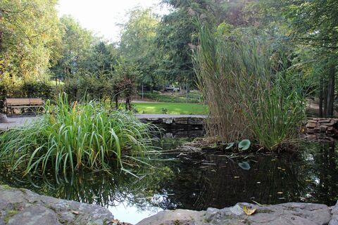 Seerosenteichen im Waldpark