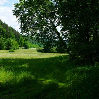 Idyllische Wiesen im Schwarzbachtal