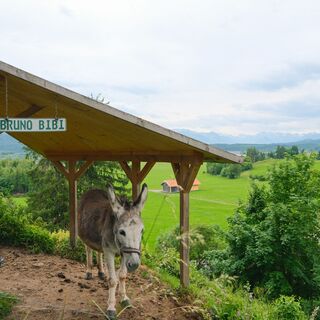 Esel am Burgcafé Werdenstein