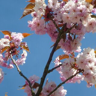 Japanischer Kirschbaum (?) in Blüte