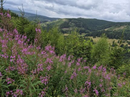 Zdjęcie z Wollomator wzdłuż trasy