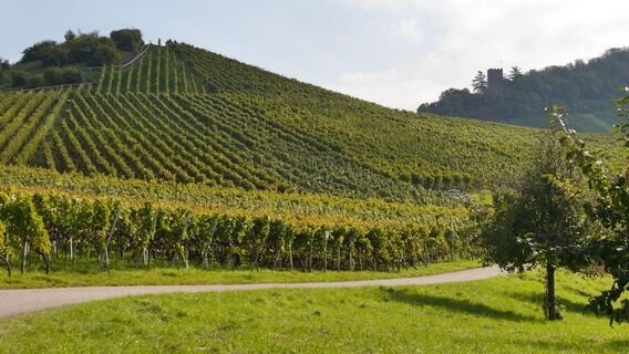 Blick auf den Augenberg. Im Hintergrund der Schloßberg
