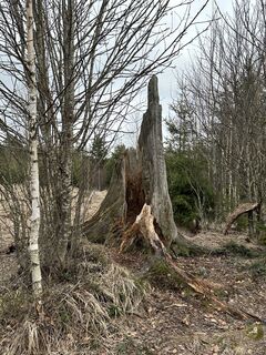 Fotografia z Babs Holz na trase