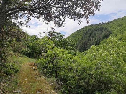 Der Wald von Gardes_sentier-ferrals