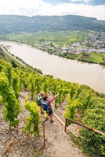 Blick auf die Mosel bei Mehring