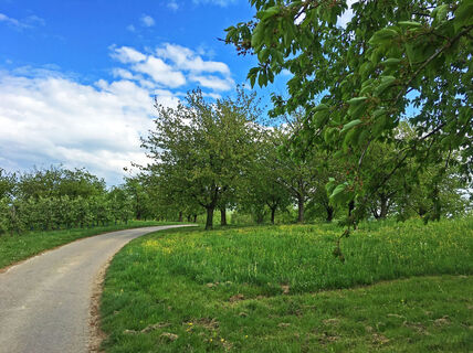 Obstplantagen im Renchtal