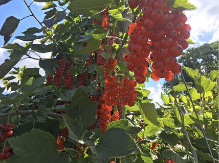 Obstplantagen im Renchtal