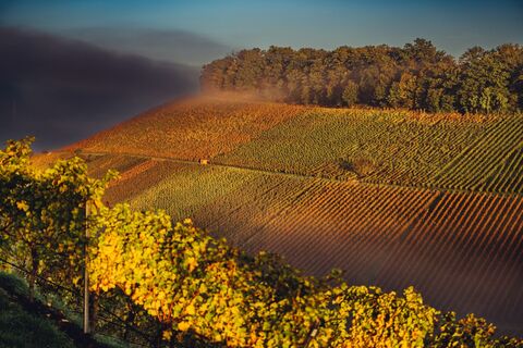 DSGO Weinlandschaft Weinsberger Tal Herbst Nebel Chris Frumolt 4