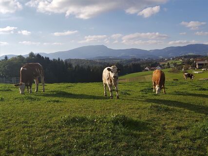 Weide mit Schöcklblick bei Weiz _Oststeiermark