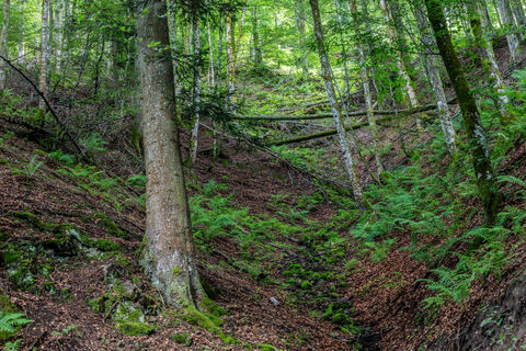 Mitten im Wald